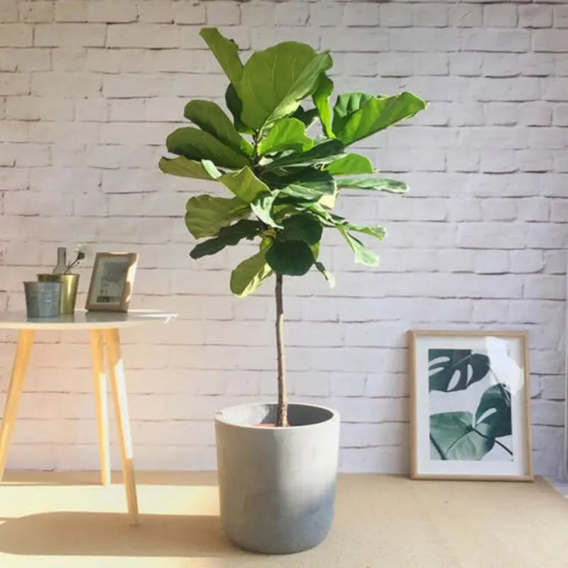 72CM Banyan Potted Artifical Plant Single Leaf Christmas Trees Bonsai Home Wedding Christasm Decorations New Year Is Eve Decorat