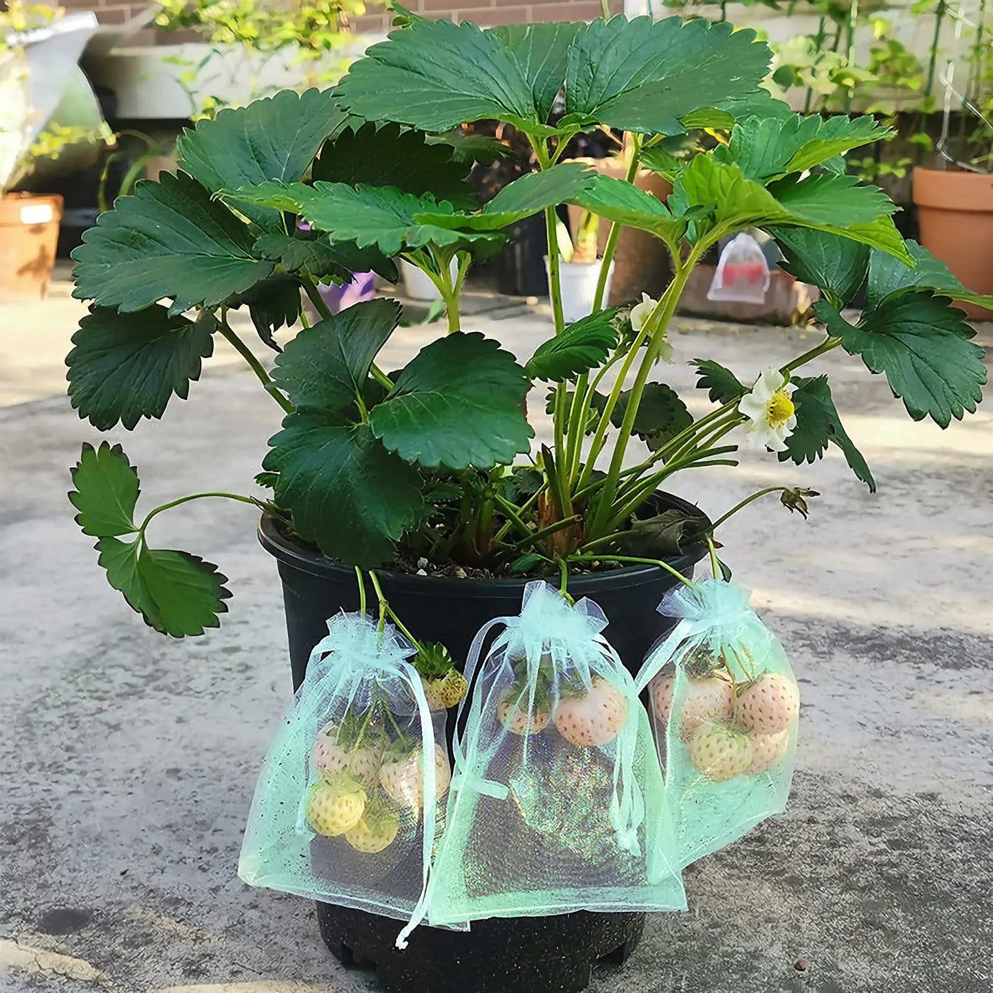 50Pcs Grape Fruit Protection Netting Bags with Drawstring for Trees Garden Cover Mesh Bags to Protect Plants from Birds Squirrel
