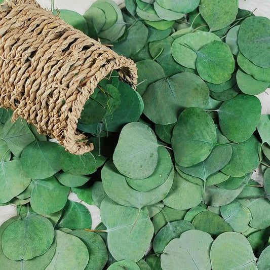 50Pcs Eucalyptus Leaves Dried Flower For Home Decor Artifical Plant Bouquet Branch Room Vase Plant Party Wedding Diy Crafts